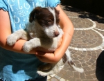 gemmadolce2