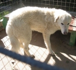 giuliano10_11_07_096