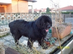 hogann1