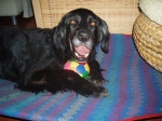 lupo6