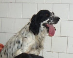 maliluluglio