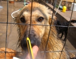 malinoisintensa
