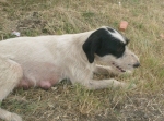 mammina