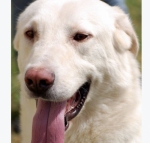 met_labrador3