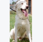 met_labrador4