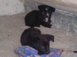 nerone