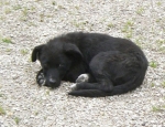 pepita1
