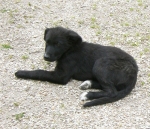 pepita2
