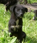 pepita3