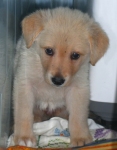 piccolaperla1