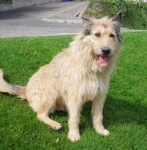 plinio