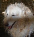 questocane4