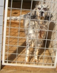 setter-b50