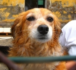 terbretoncina2