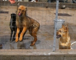 termalinois2