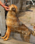 termalinois3