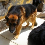 terrex2