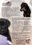 volantino--a.cucciolissimi_rid
