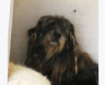 wolfhound1