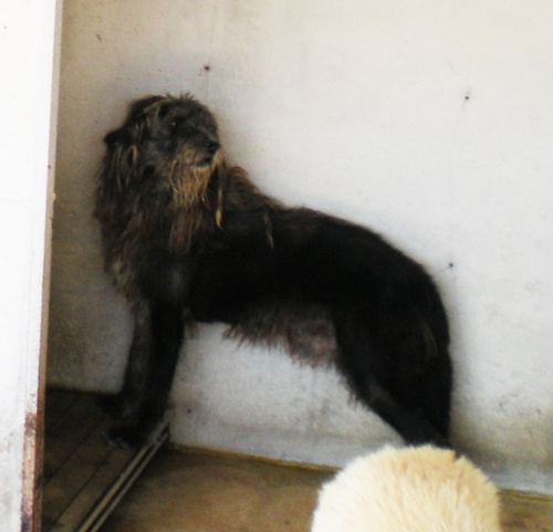 wolfhound2