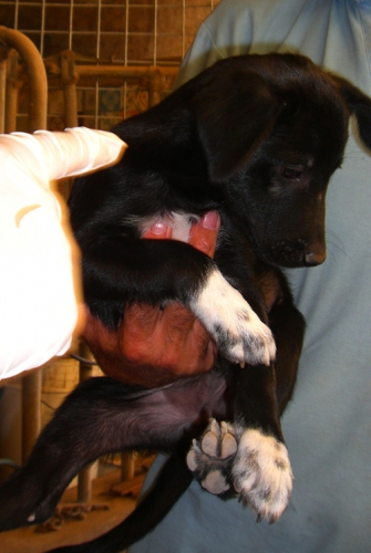 zorro1