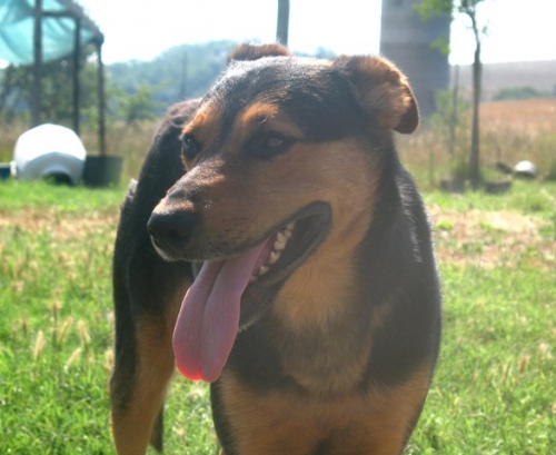 achille_13