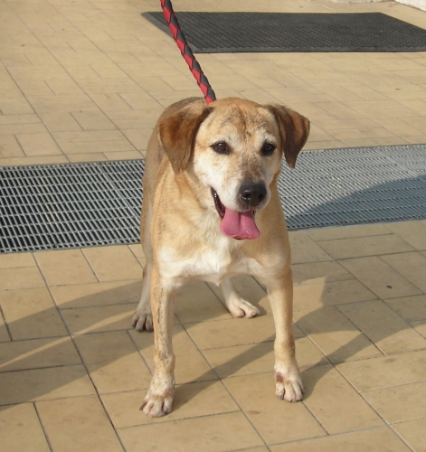 balu