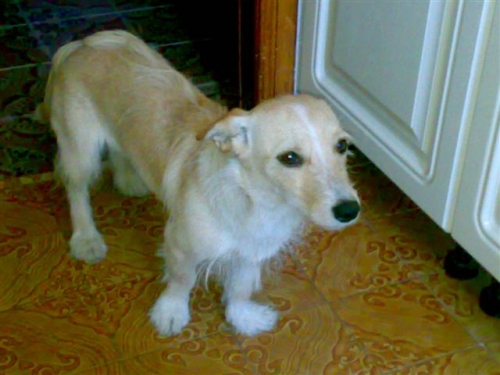 cagnolinaparrelli21lug