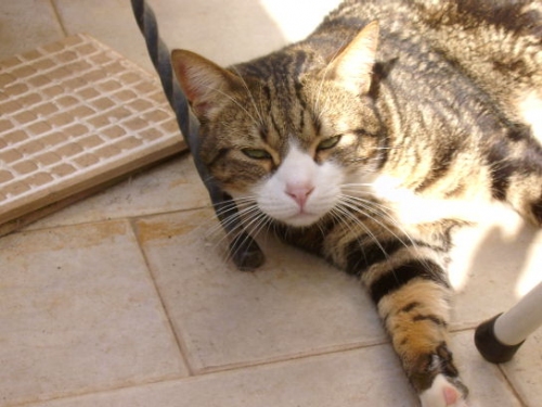 calzino_adottato