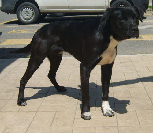cane_tipo_pit_aurelia
