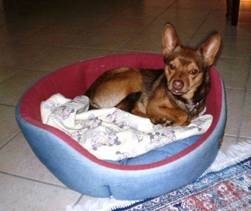 charly