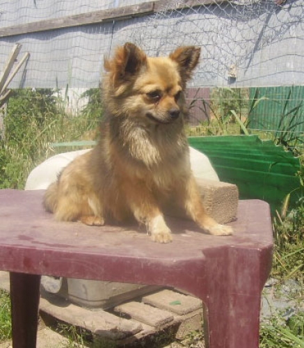 chihuahuafiumicino