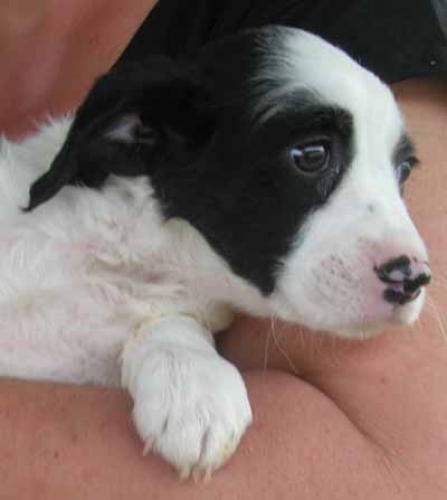 cucciola_bianco_nera2