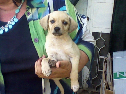 cucciola_chiara1