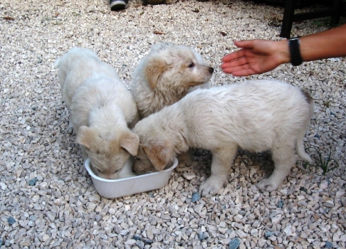 cuccioli1