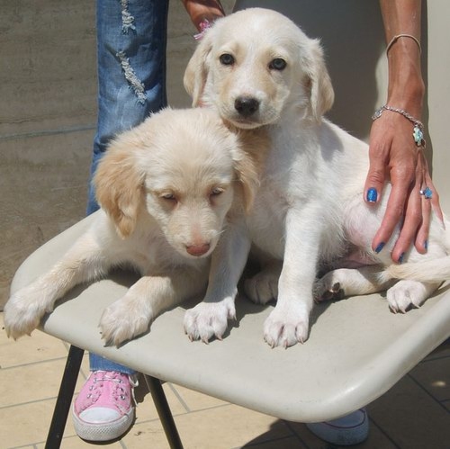 cuccioli_5_mura