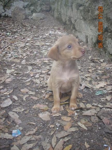 cucciolino