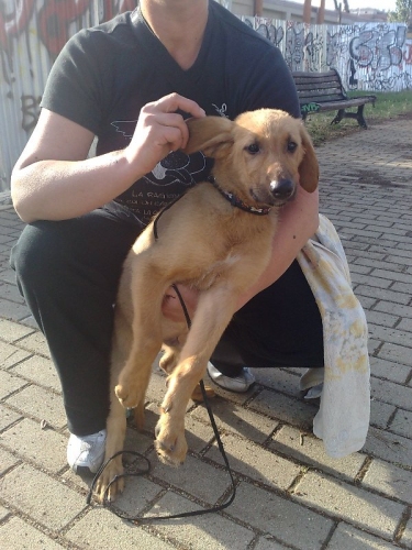 cucciolo