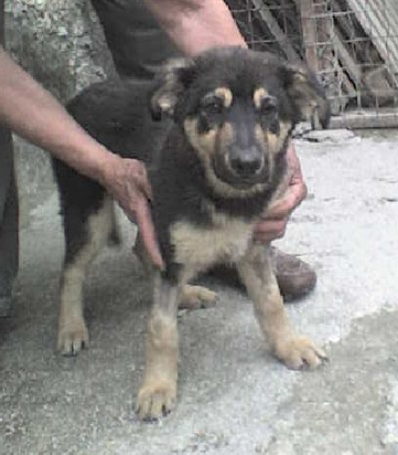 cucciolo3