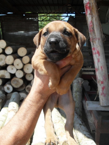 cucciolo_falegnameria1
