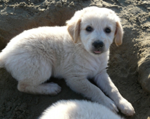 cucciolo_femmina