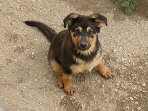 cucciolo_lucky