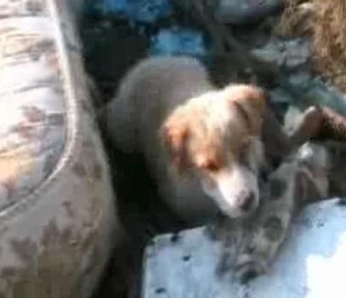 cucciolo_nella_discarica