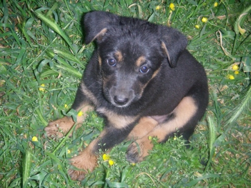 cucciolo_pastore4
