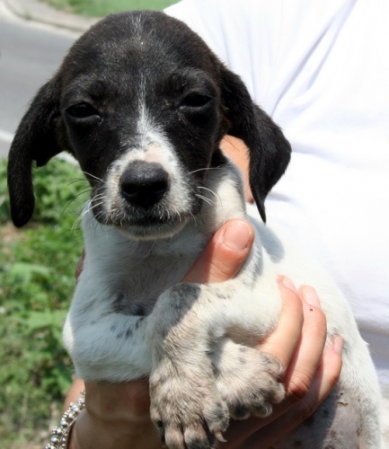 cucciolo_salvato_super