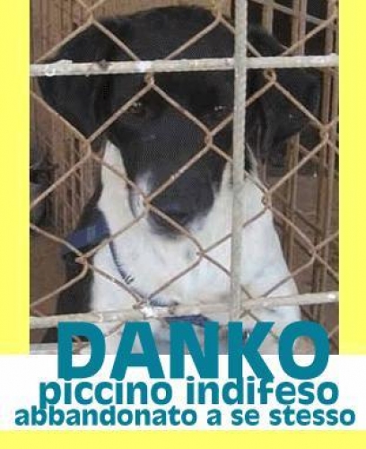danko_appello_new