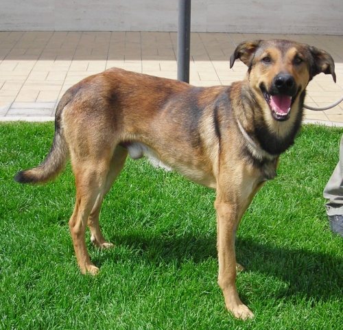 duke