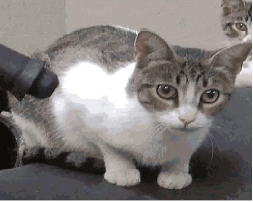 gattinalisa