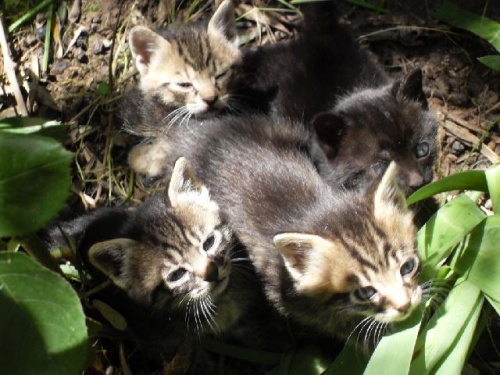 gattini2