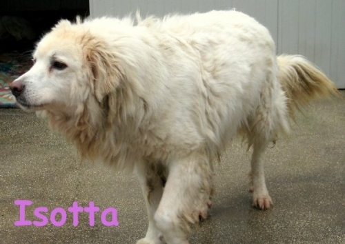 isotta_1